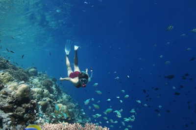 Aquatic and Exotic Adventures